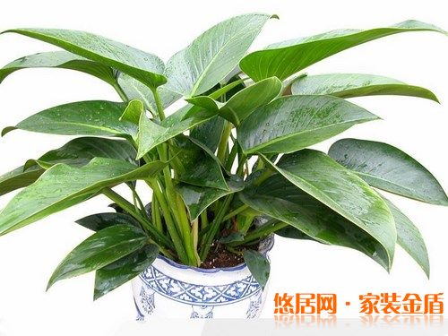 室內擺放綠色植物要適當