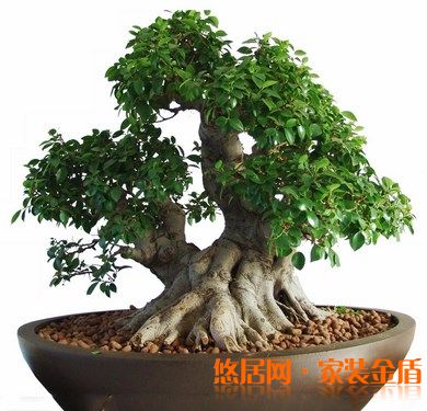 室內擺放的植物要健康美觀