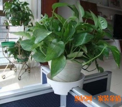 室內盆栽選擇有哪些講究？ 