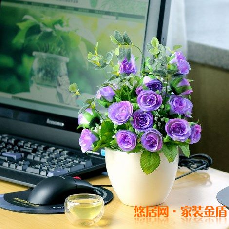 室內盆栽選擇有哪些講究？ 