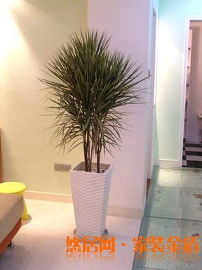 臥室植物千年木